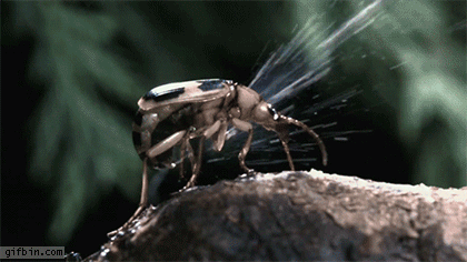 _bombardier_beetle