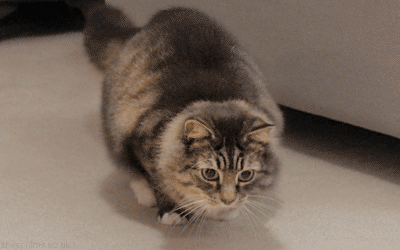 tumblr_om8xtlBFu01t95h1uo1_400
