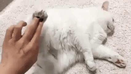 Сломанный кот