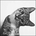 image_11806141027094722006