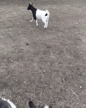 сборная по футболу