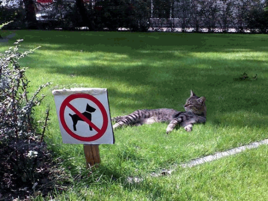 Собака-заподляка