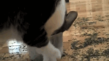 funny-cats-catnip-108-5942454eb4058__605