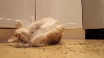 funny-cats-catnip-109-5942461c3ba24__605