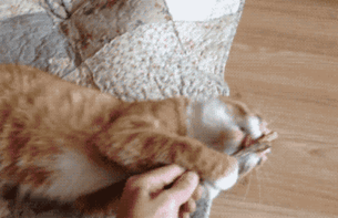 funny-cats-catnip-121-59423d195ad85__605