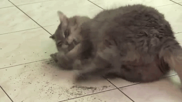 funny-cats-catnip-124-5942463ccd99a__605