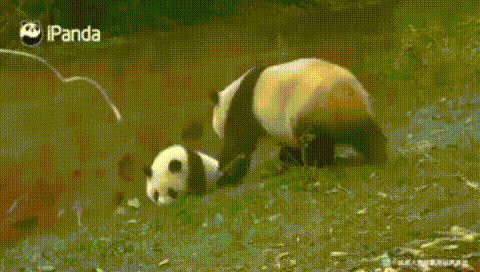 panda