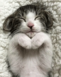 Сладкий сон