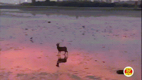 прыг, прыг... бульк