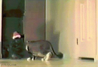 gif_cat_6_20