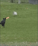 giphy-downsized