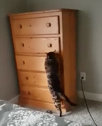 Кот прячется