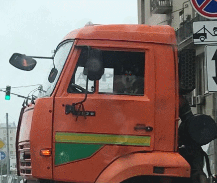 собак в камазе