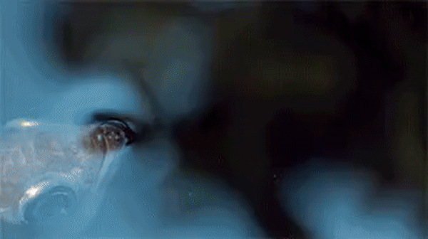 ezgif.com-video-to-gif (4)