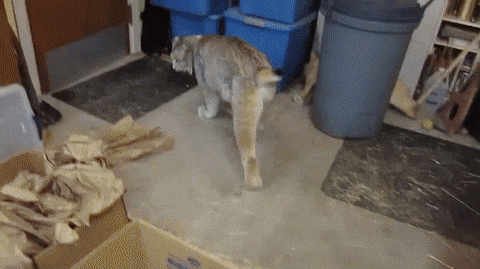 кот есть кот