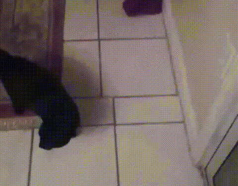 -кот-мой-хозяин-идиот-дверь-3959621