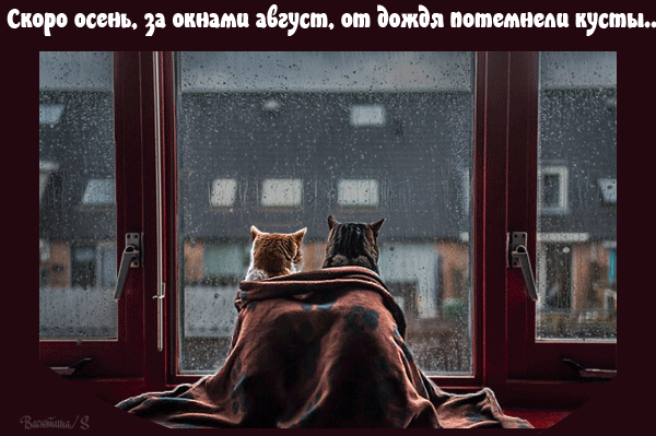 Котики у окна