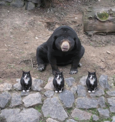 tumblr_moc6dqg9Jt1svakfso1_400