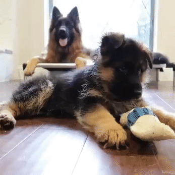 Внимательные