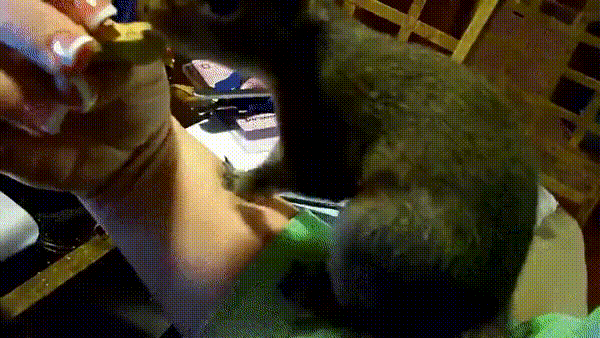 Белка и сисики