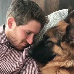 Щенок леонбергера 6 мес