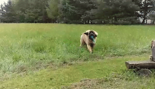 Щенок леонбергера 6 мес