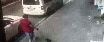 Кошачья атака