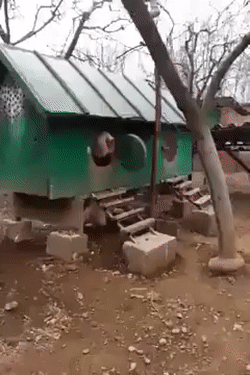 Петя, выходи!