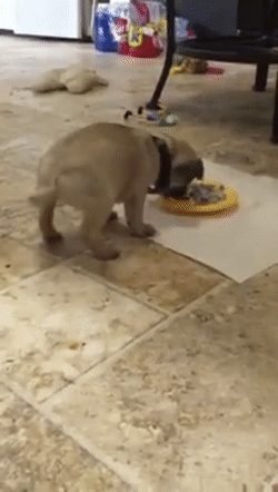 Голодный сильно