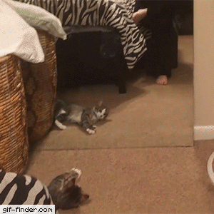 кот класс зашибись