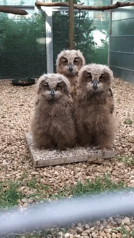 bf2d32146245cc77165521118c7