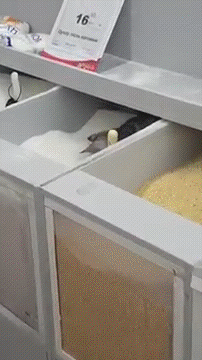 Кот нассал в сахар