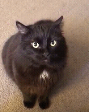 Нападение кота