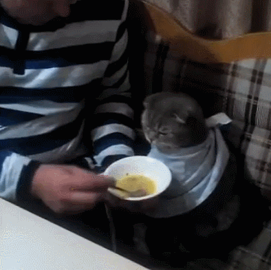 -котэ-тарелка-обед-4032279