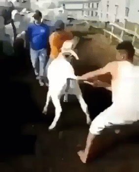 korov
