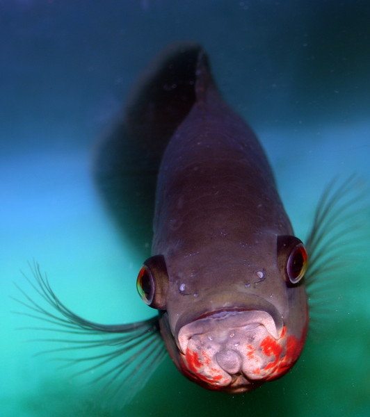 Рыбка Фрося