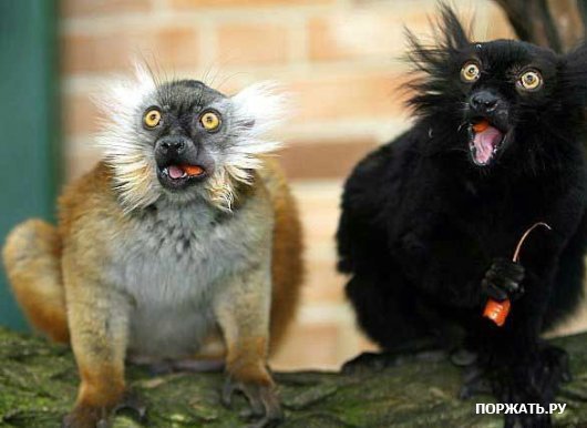 1229639359_toshhdngshlseapn