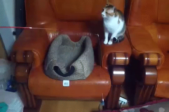 кот завел себе кота