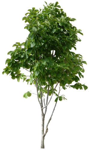 tree_PNG230