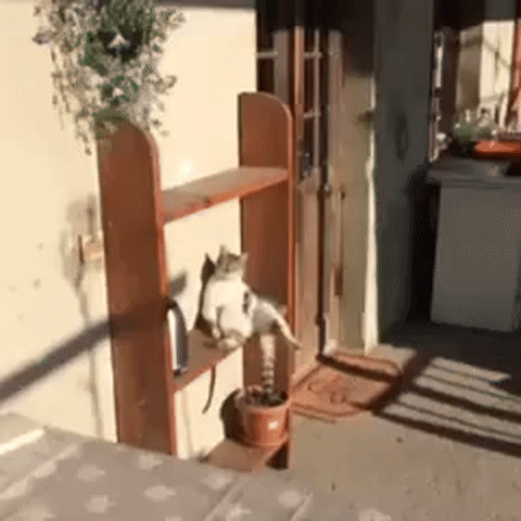 ezgif.com-video-to-gif (4)