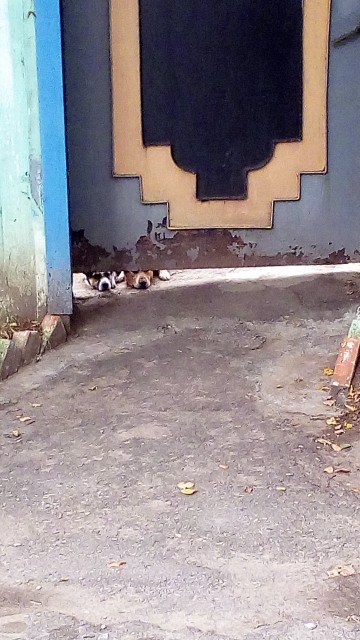 IMG_20170920_082312_1CS