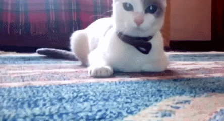 терминатор