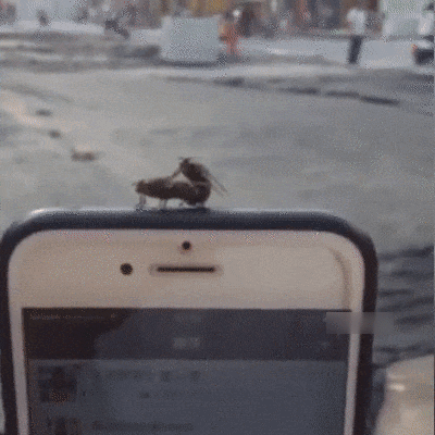 gif_1506277453