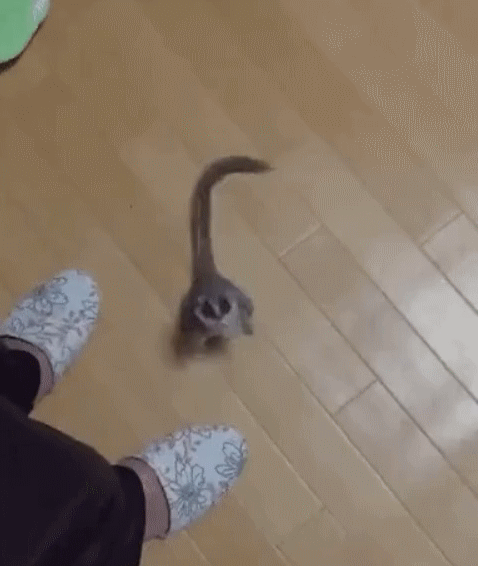 mimi