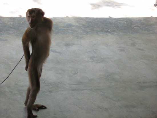 Tailand feb 2009 240