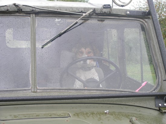 Собачка-водитель.