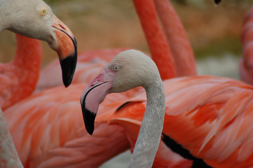 фламинго