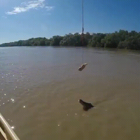 7 Да, они и так умеют