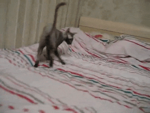 10 Это одеяло владеет какой-то магией! Я не могу противостоять ему!!!