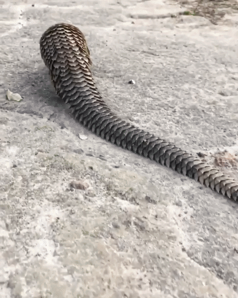 ezgif.com-video-to-gif (10)